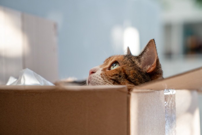 箱の中に入った猫