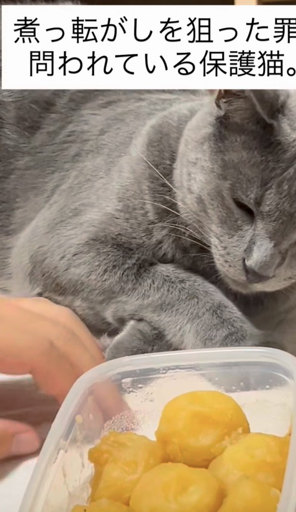 煮っころがしのそばで眠る猫