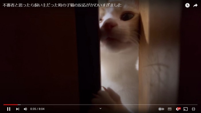 引き戸を開けようとする猫