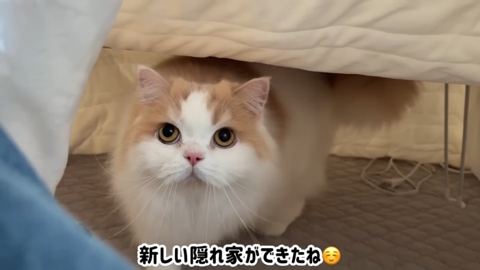 コタツの中にいる猫