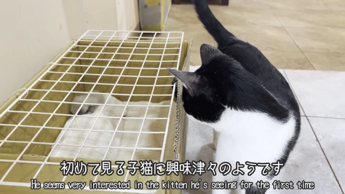 テロップ「初めて見る~」