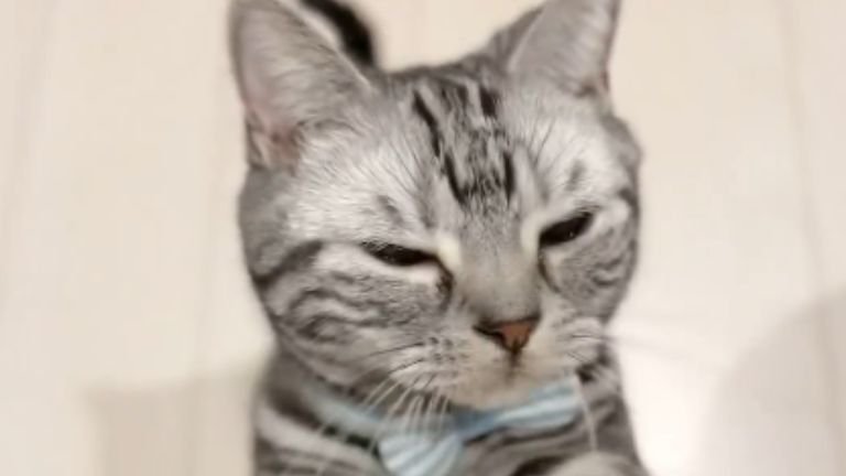 撫でられている猫