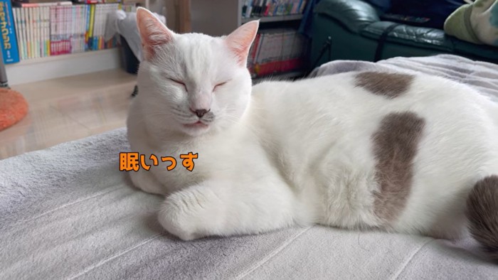 眠いハクちゃん