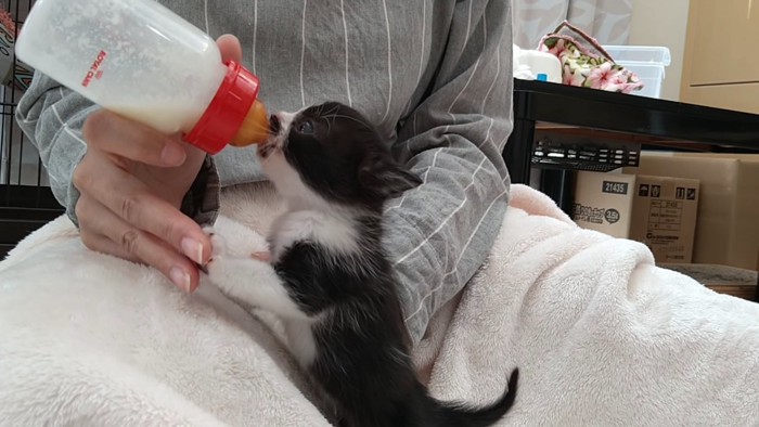 ミルクを飲む子猫の横顔