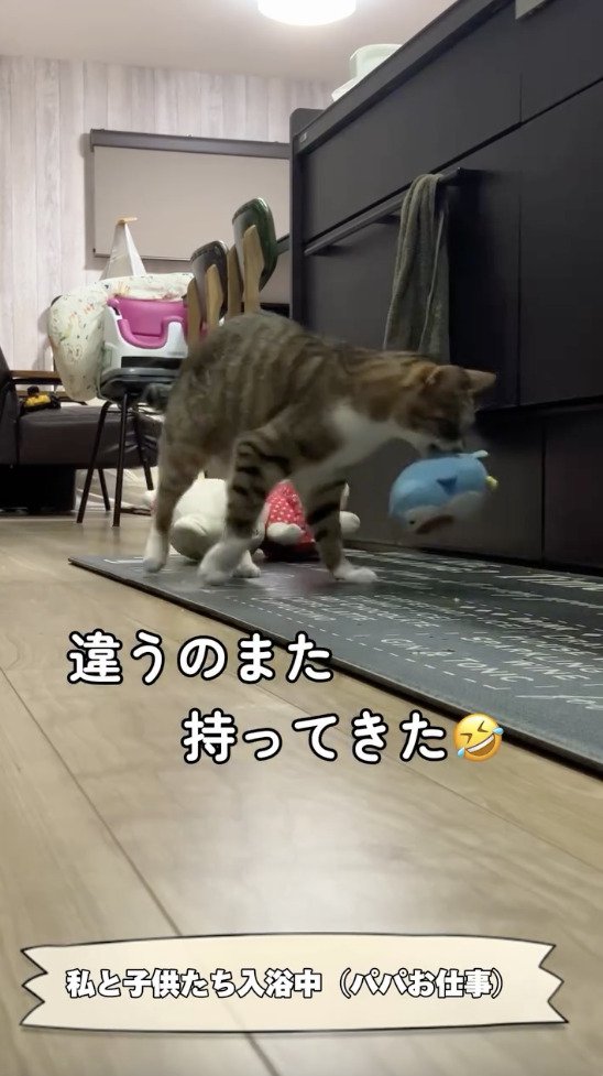 新しいぬいぐるみを持ってくる猫