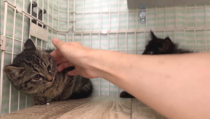 端で固まるアズマくん