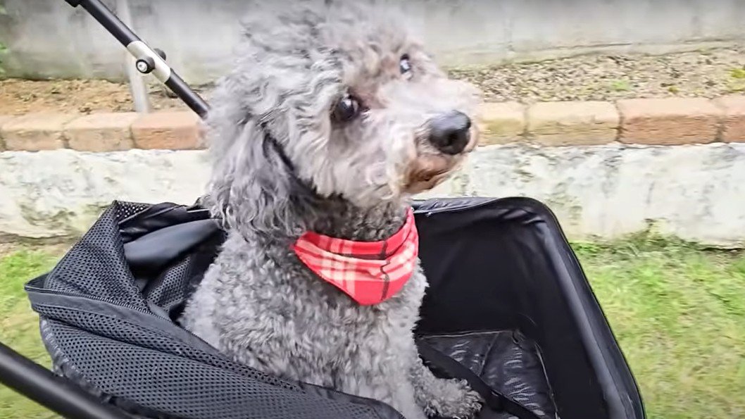 バギーに乗るトイプードル