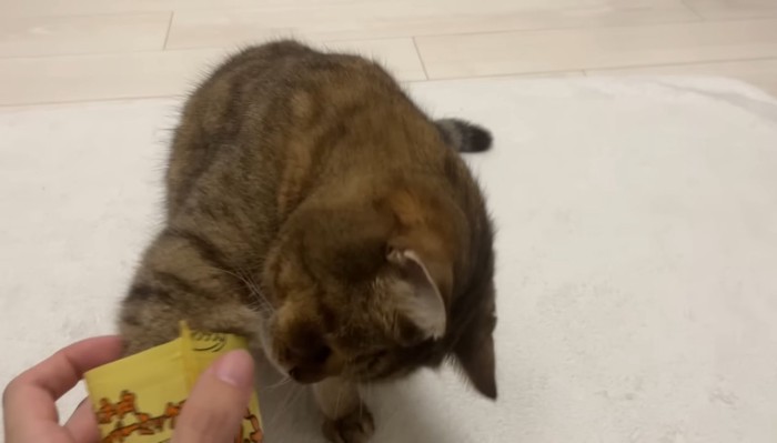 袋に手を入れて