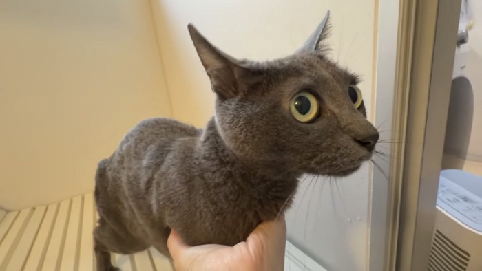 猫の顔のアップ写真