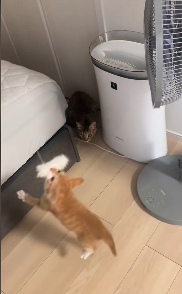 また釣られるいえもんくん