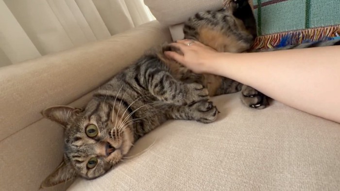 お腹を撫でられる猫