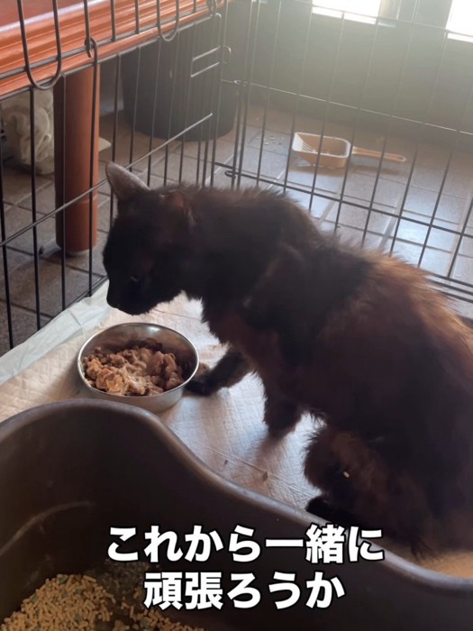 ケージの中にいる猫