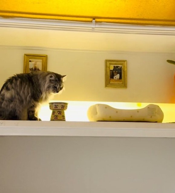 猫部屋にいる猫