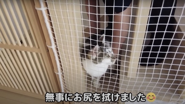 ネットの向こうの猫