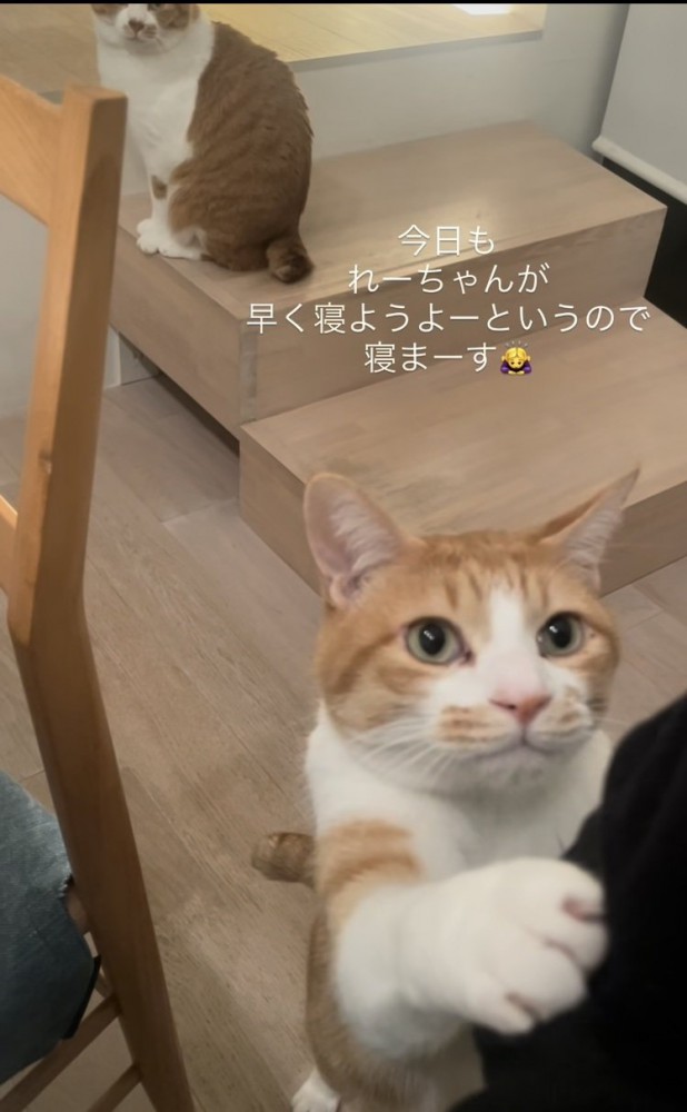 ママをベッドに誘う茶白猫と後ろの階段に座る茶白猫