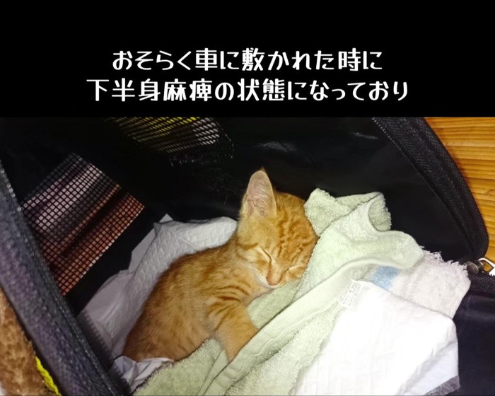 キャリーの中で寝る子猫