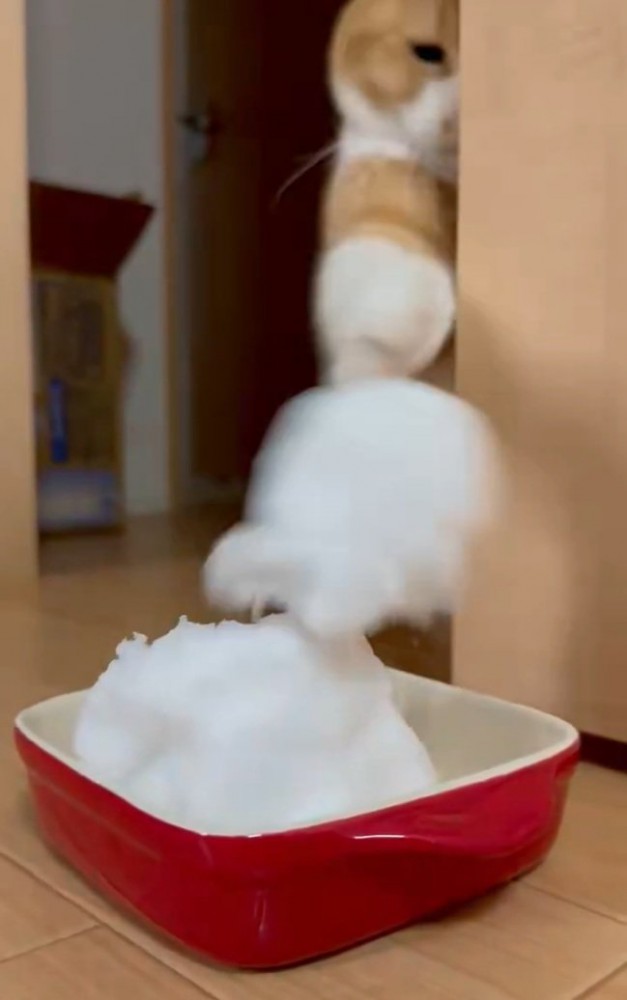 再度パンチする猫