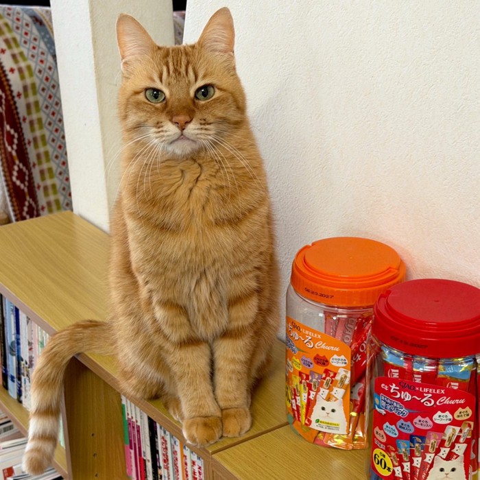 ちゅーるの隣に座る猫