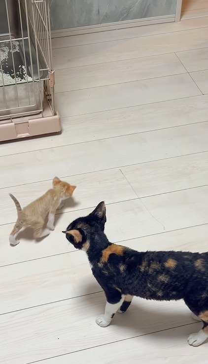 ほかの子猫たちよりゆっくり歩く赤ちゃん猫