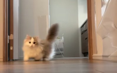 ドアから尻尾を上げて入ってくる猫