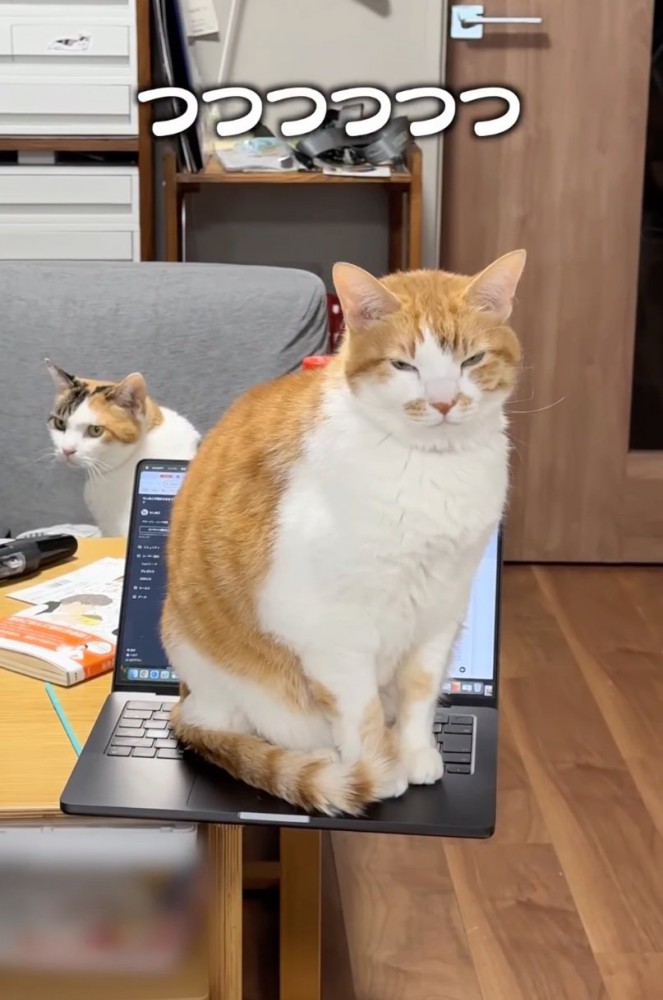 キーボードの上に座る猫