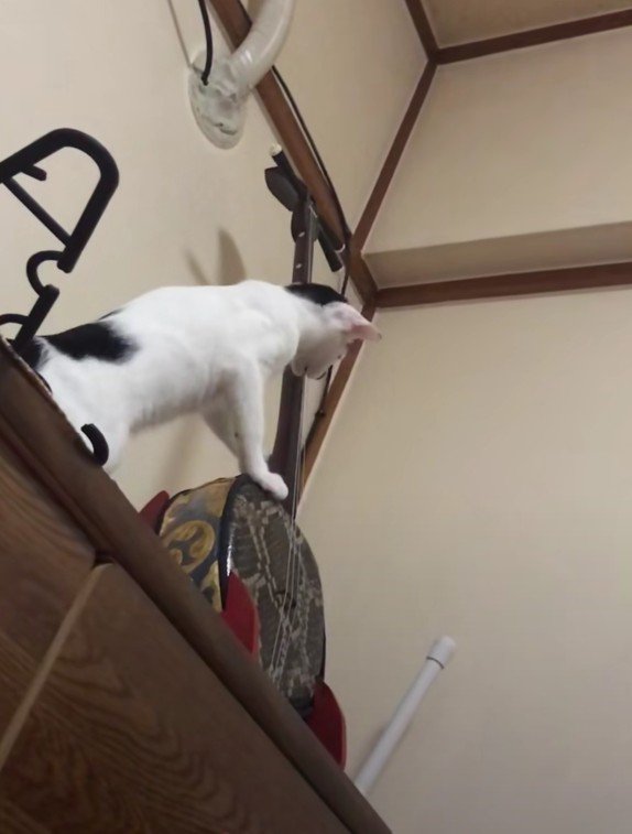 三線に手を置くハリーくん