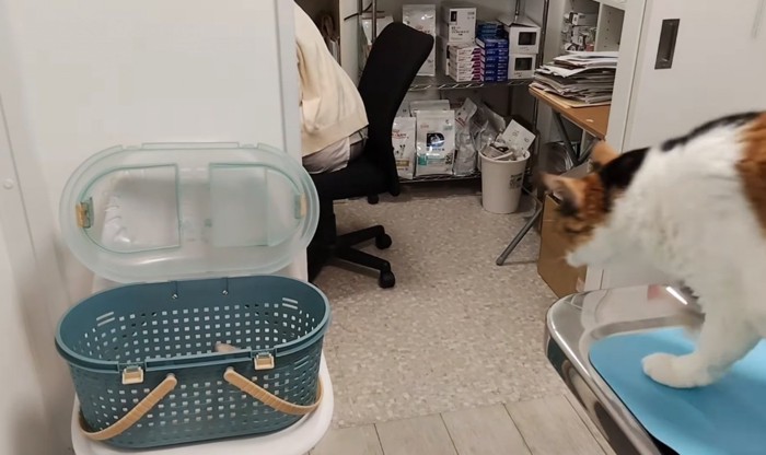 診察台の上で立ち上がる猫