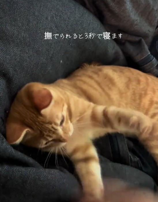 パンチするテトラくん