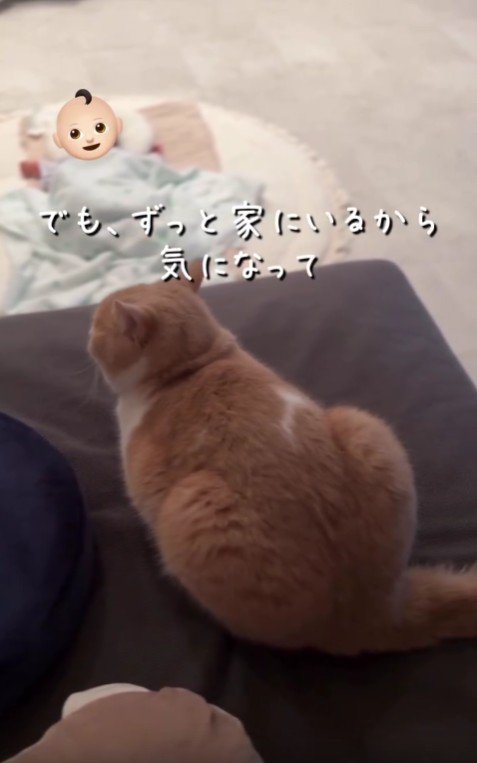 赤ちゃんを見守る猫
