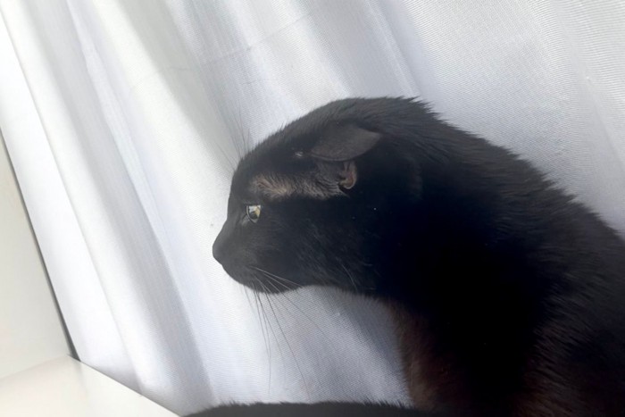 窓辺でくつろぐ黒猫