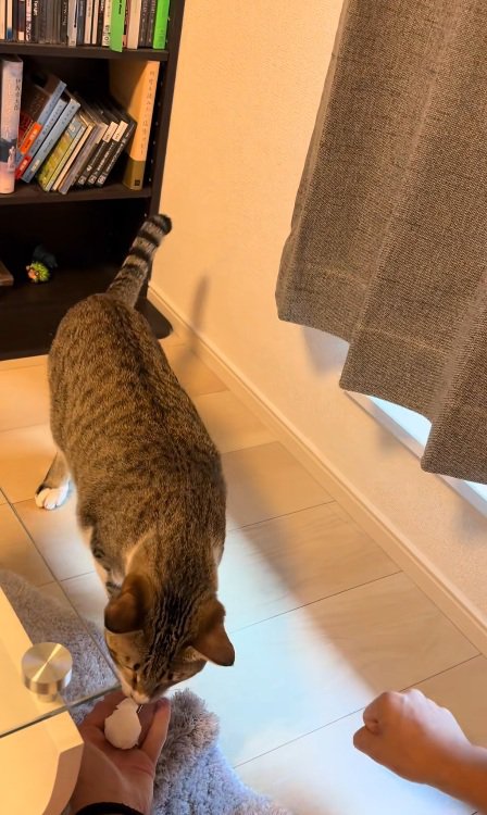 右手を開く飼い主と猫