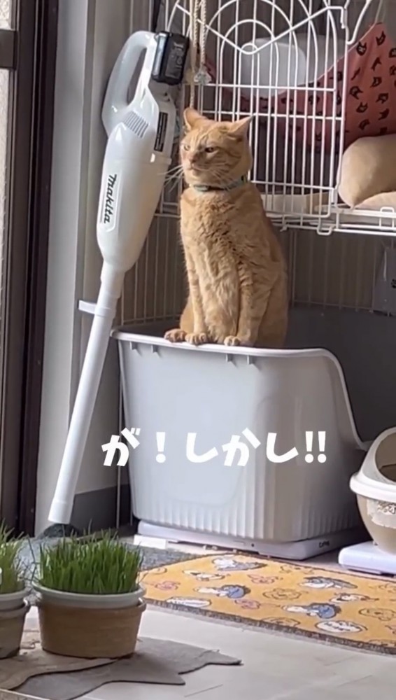 トイレをしている猫