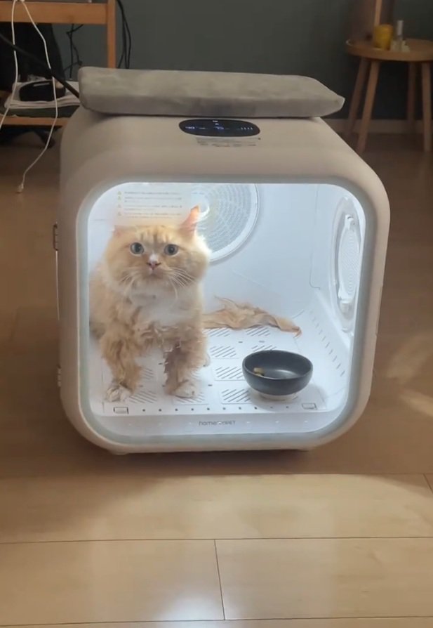 乾燥機の中にいる猫