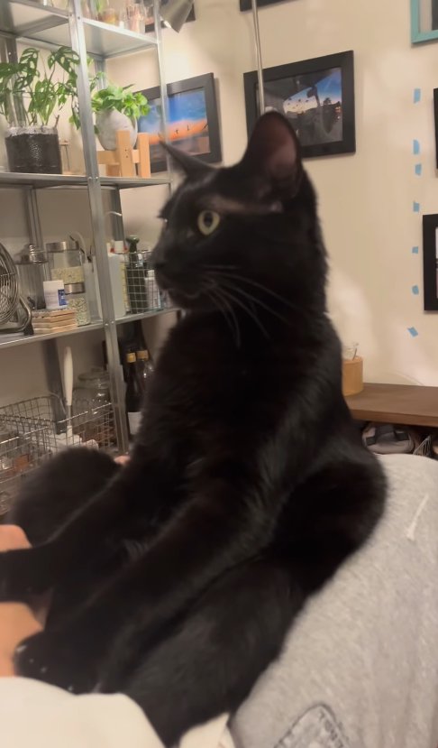 飼い主の膝の上でお座りしている猫のやや横顔