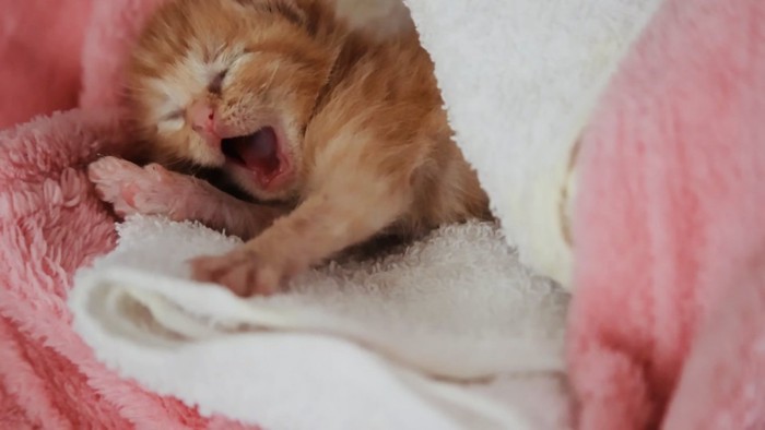 毛布の中であくびする赤ちゃん猫