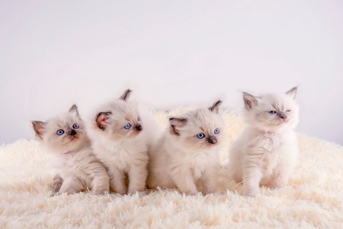 4匹の子猫