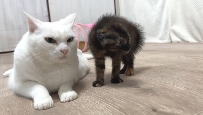 パヤパヤのサビ子猫