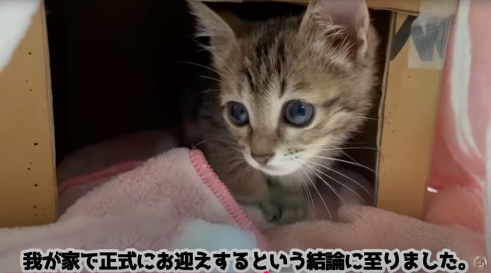ハウスから顔を出す子猫