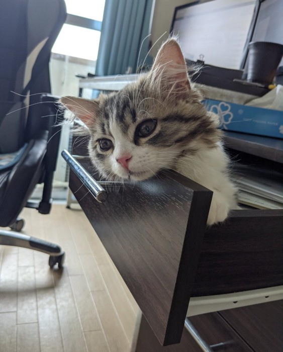 引き出しから顔を出す猫