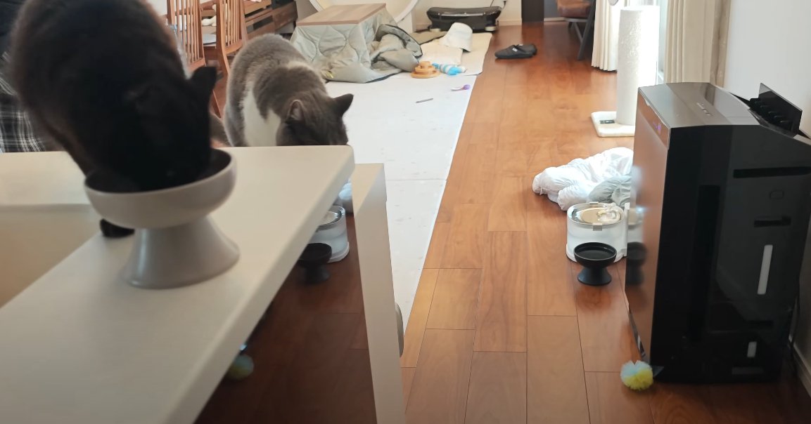 ごはんを食べる猫2匹