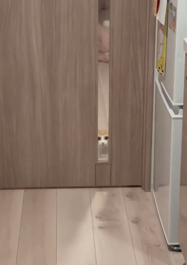 虚無顔の猫