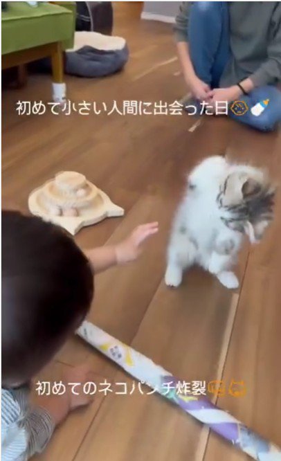 向き合っている子猫と赤ちゃん