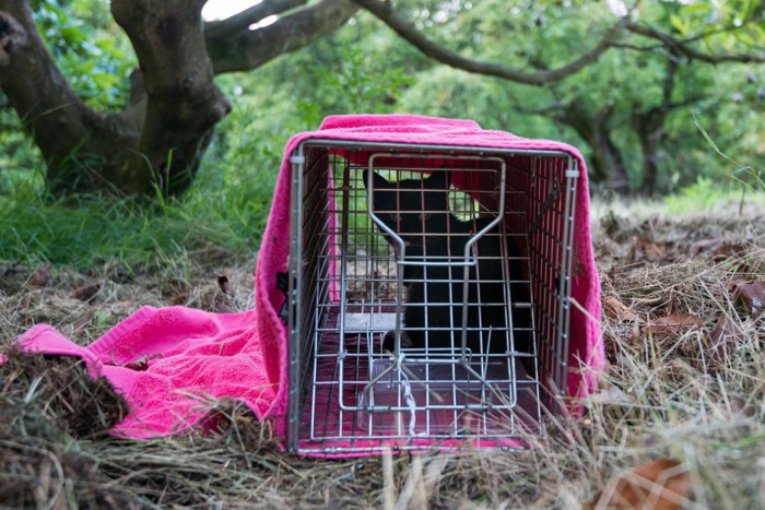 捕獲機にかかった黒猫