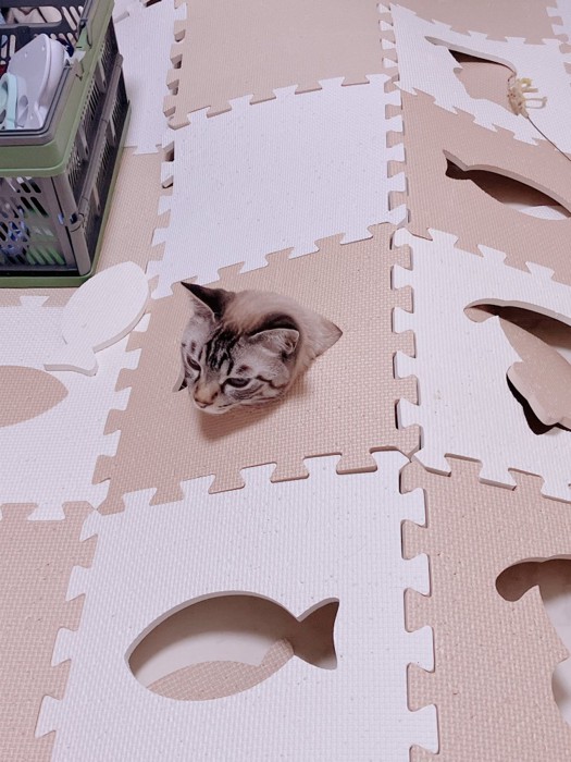 マット穴から顔を出す猫