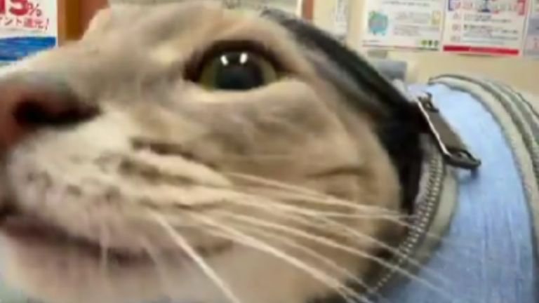 キャリーの中にいる猫