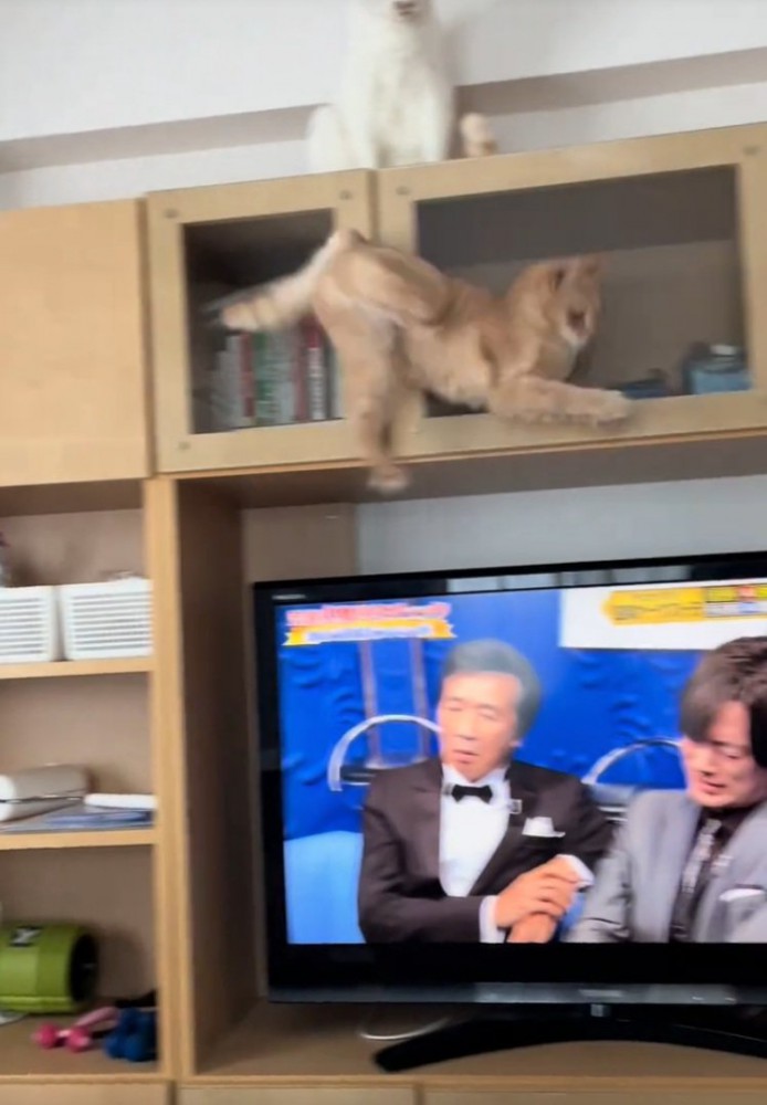 激突する茶トラ猫