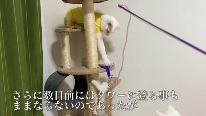 キャットタワーに登ろうとする子猫