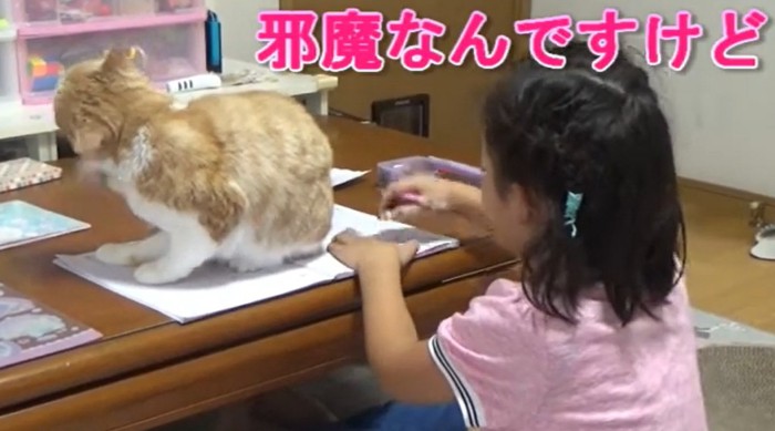 ノートの上に座る猫(邪魔なんですけど)