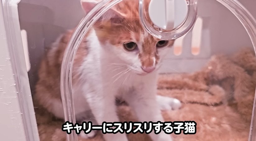 キャリーの扉にくっつく子猫