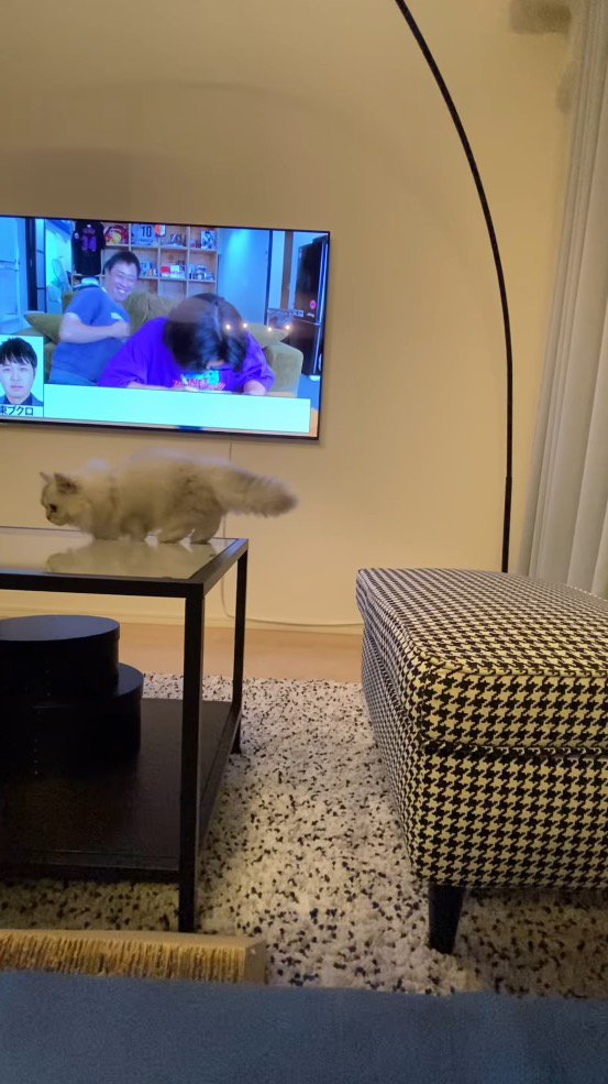 テーブルに着地する猫